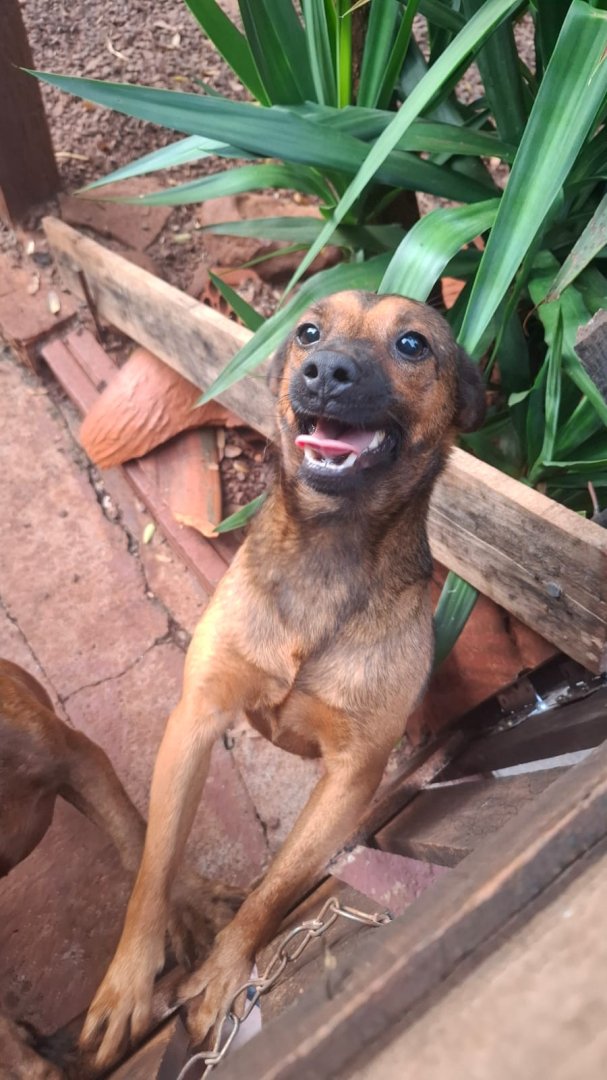 Cachorro para adoção