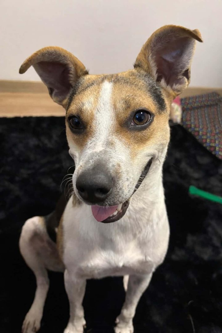 Cachorro para adoção