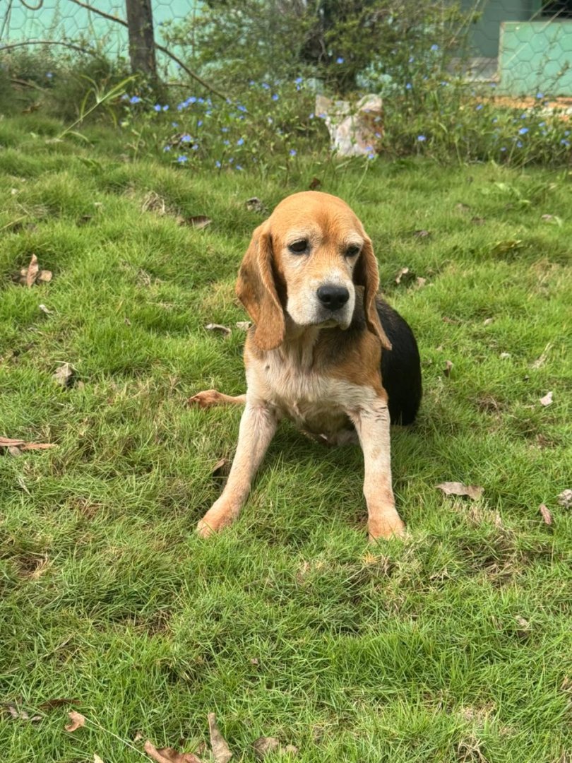 Cachorro para adoção