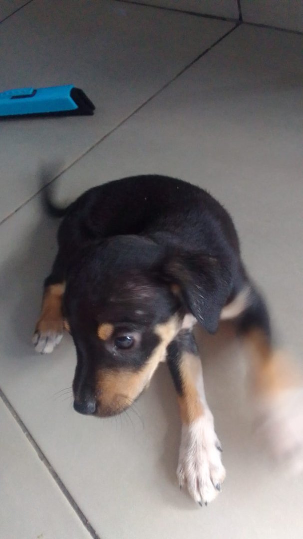 Cachorro para adoção