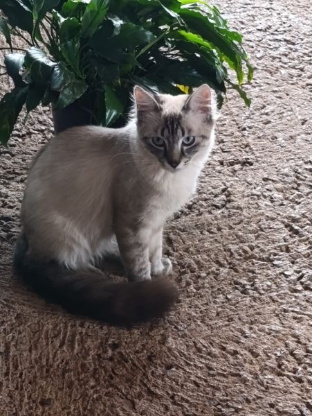 Gato para adoção