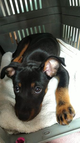 Cachorro para adoção