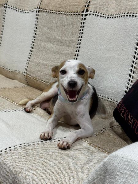 Cachorro para adoção