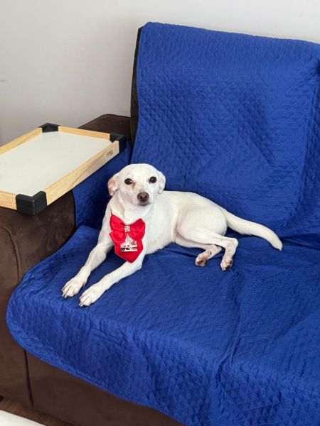 Cachorro para adoção