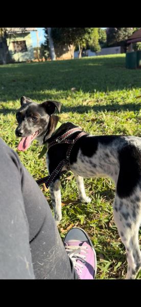 Cachorro para adoção