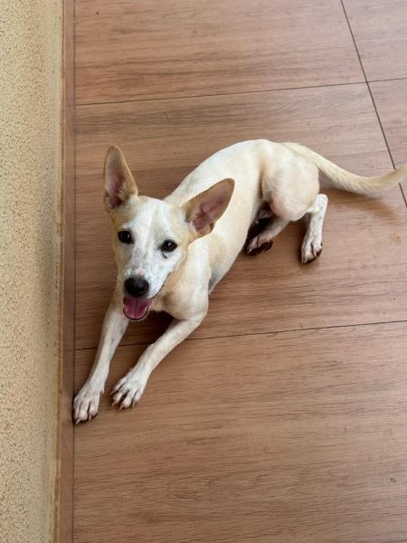 Cachorro para adoção