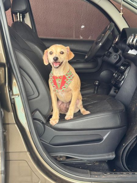 Cachorro para adoção