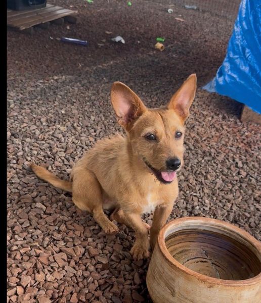 Cachorro para adoção
