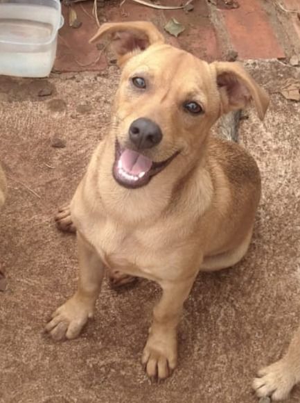 Cachorro para adoção