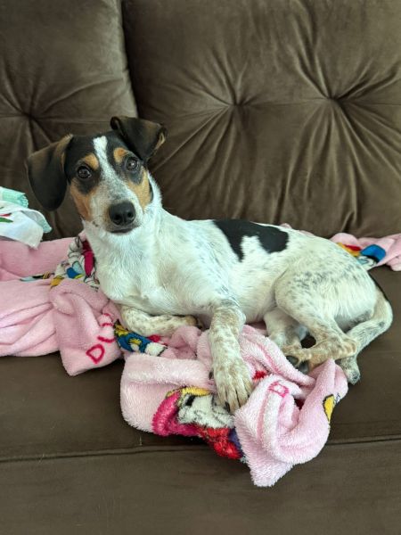 Cachorro para adoção