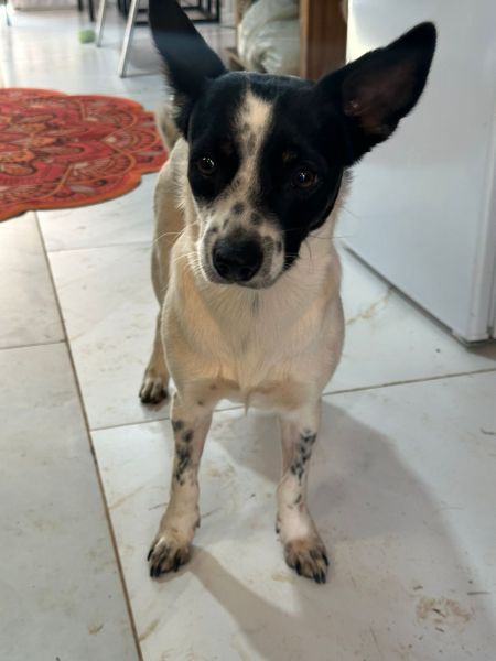 Cachorro para adoção