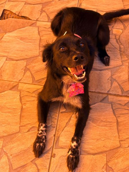 Cachorro para adoção