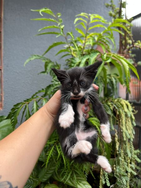 Gato para adoção