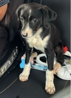 Cachorro para adoção