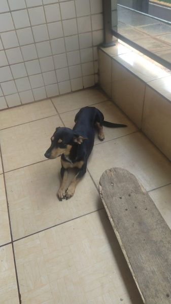 Cachorro para adoção