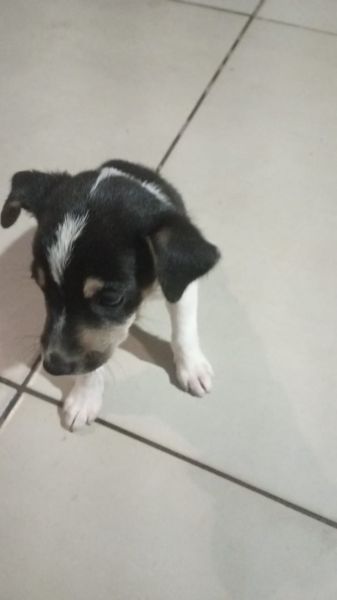 Cachorro para adoção