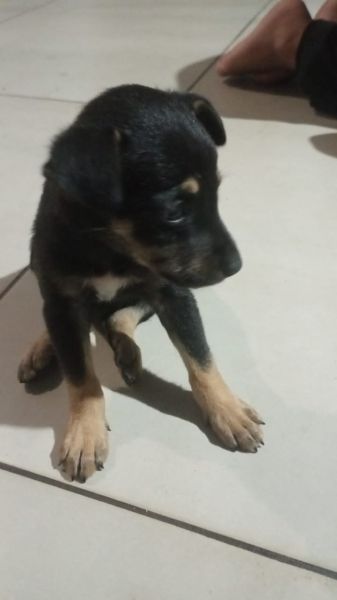 Cachorro para adoção