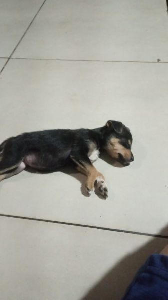 Cachorro para adoção