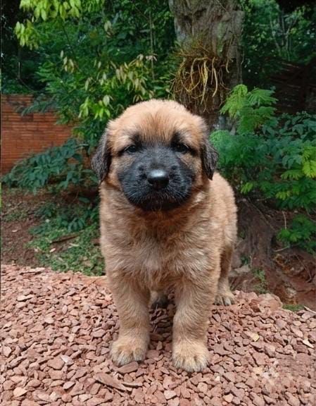 Cachorro para adoção