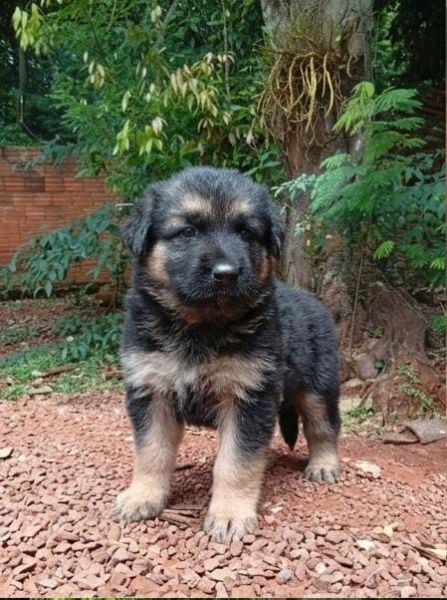 Cachorro para adoção