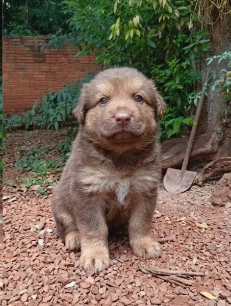 Cachorro para adoção