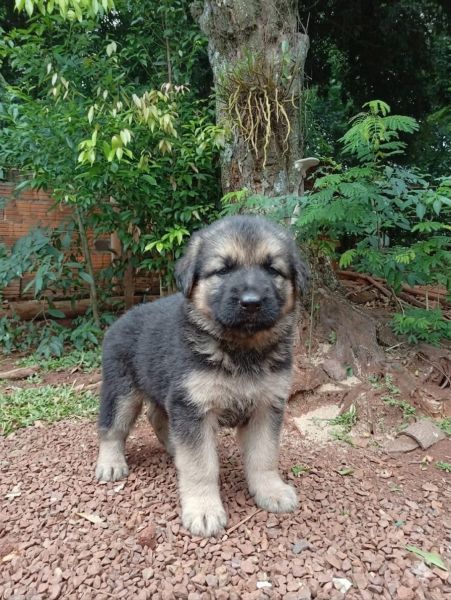 Cachorro para adoção