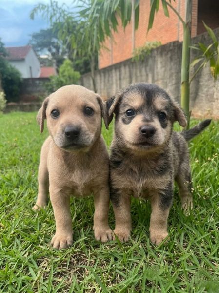 Cachorro para adoção