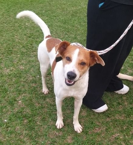 Cachorro para adoção