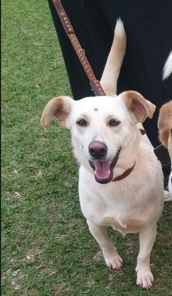 Cachorro para adoção