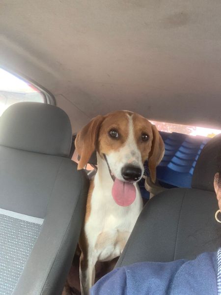 Cachorro para adoção