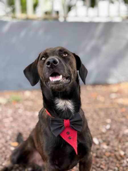 Cachorro para adoção