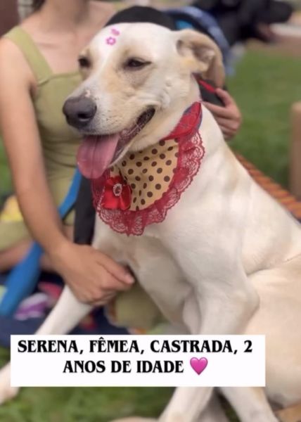 Cachorro para adoção