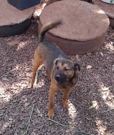 Cachorro para adoção