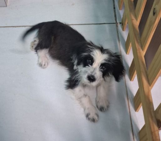 Cachorro para adoção