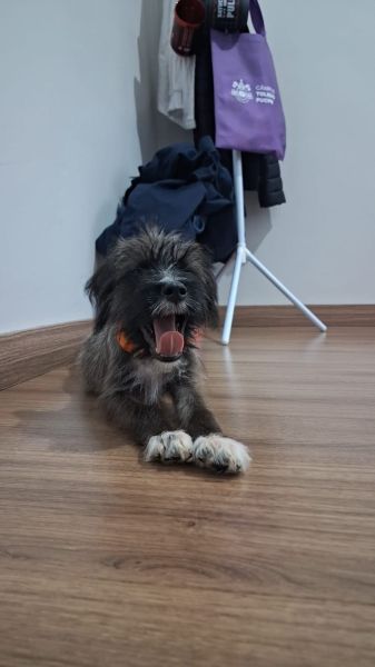 Cachorro para adoção