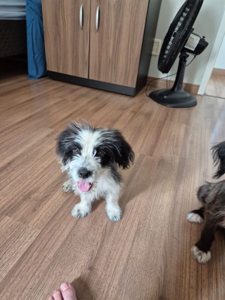 Cachorro para adoção