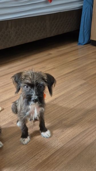 Cachorro para adoção