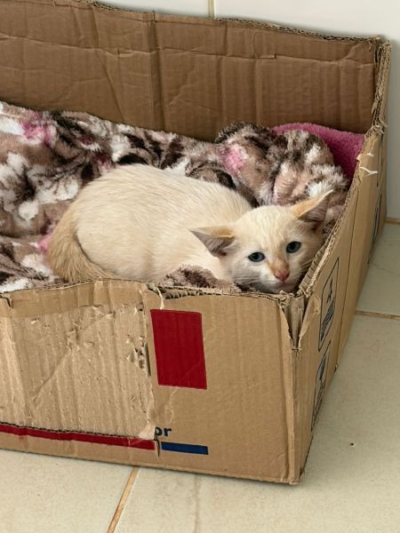 Gato para adoção
