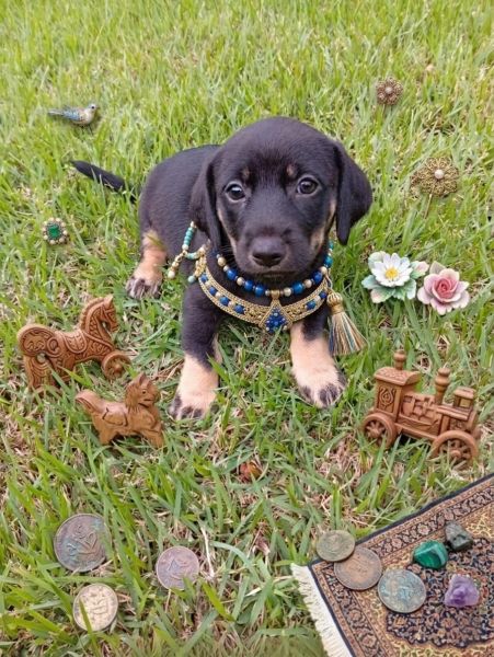 Cachorro para adoção