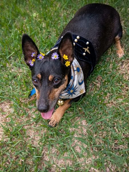 Cachorro para adoção