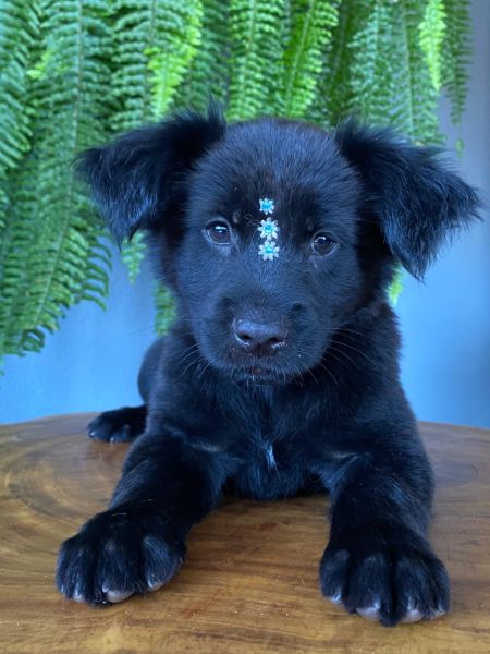 Cachorro para adoção