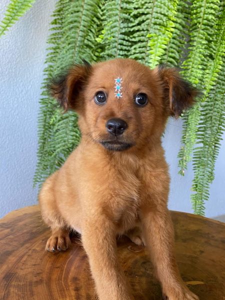 Cachorro para adoção