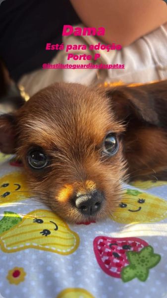 Cachorro para adoção
