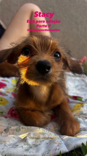 Cachorro para adoção