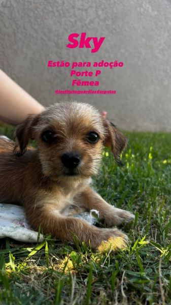 Cachorro para adoção