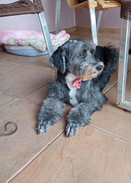 Cachorro para adoção