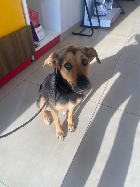 Cachorro para adoção