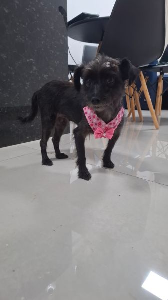 Cachorro para adoção