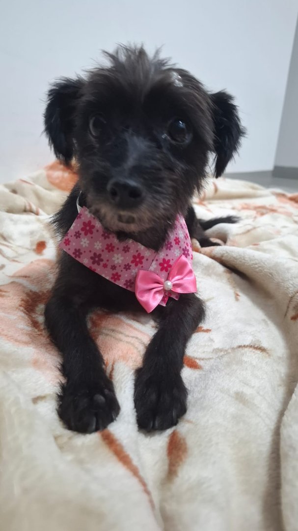 Cachorro para adoção