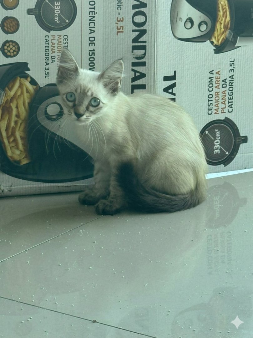 Gato para adoção